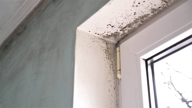 Trusted Naples Manor, FL Mold Removal Experts