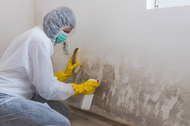 Best Emergency Mold Removal  in Naples Manor, FL