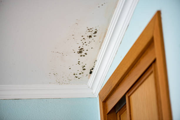 Best Same-Day Mold Removal  in Naples Manor, FL