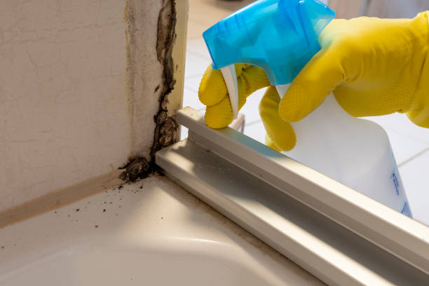 Best Best Mold Removal Companies  in Naples Manor, FL