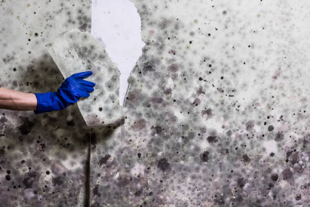 Best Professional Mold Removal  in Naples Manor, FL