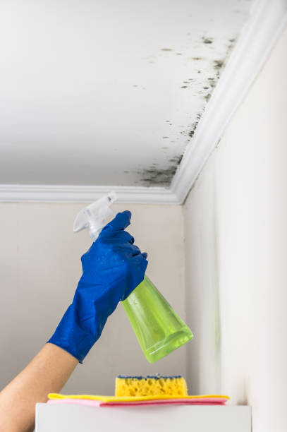 Best Emergency Mold Removal  in Naples Manor, FL