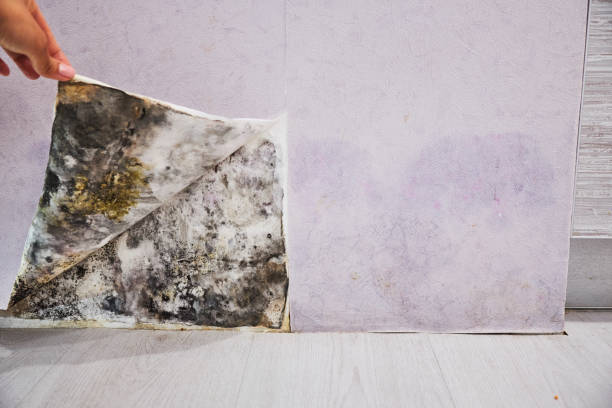 Best Toxic Mold Removal  in Naples Manor, FL